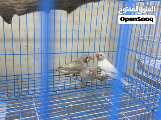 طيور زيبرا للبيع العدد 3 ب 7 ريال