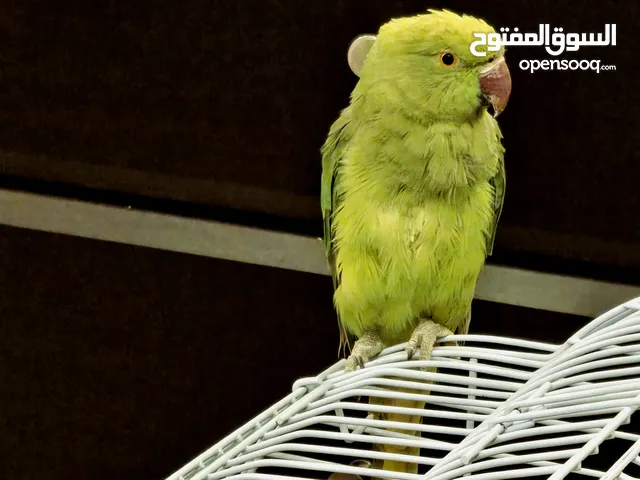 طير ببغاء درة مع قفص و كيس طعام ممكن بدل على جوز روز