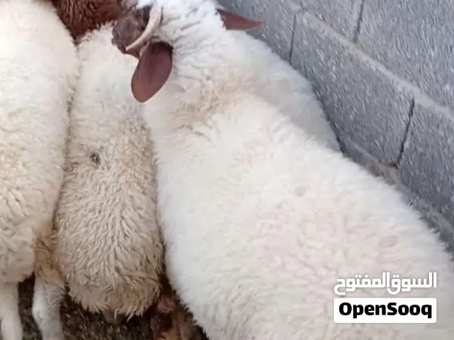 نبو فطيمه 500