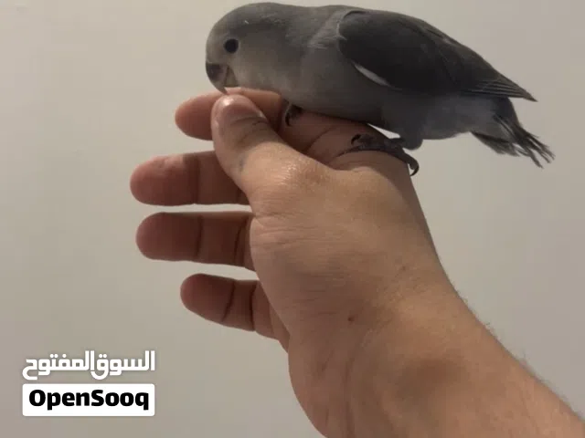 لوف بيرد روز