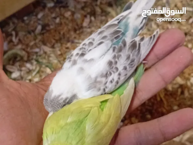 للبيع طيور حب