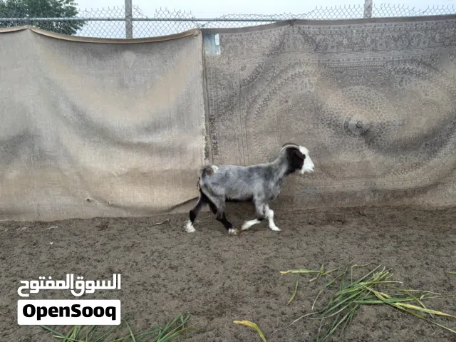 شاه سعيدية