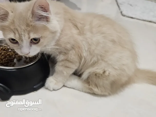 female persian kitten with passport and everything else