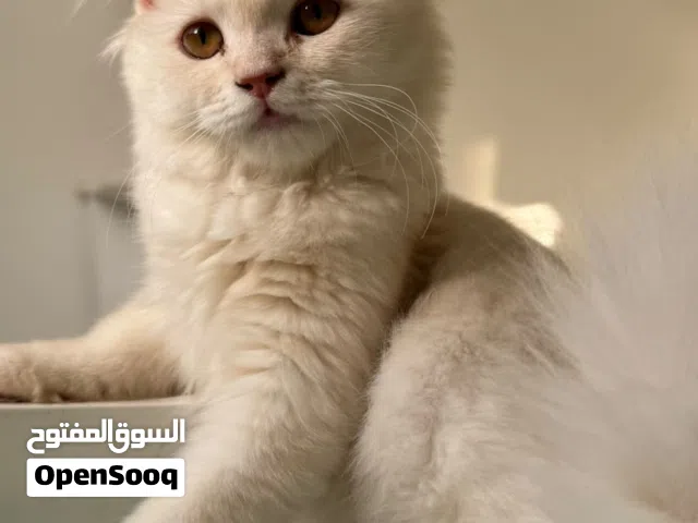 قطة شيرازية بيضاء/كريمي