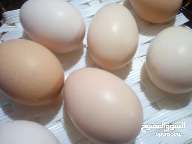 بيض دجاج براهما مخصب