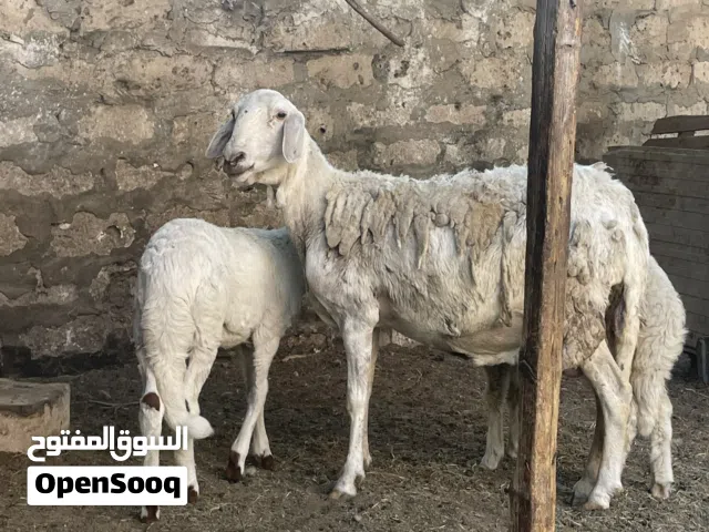 نعجة تومية للبيع