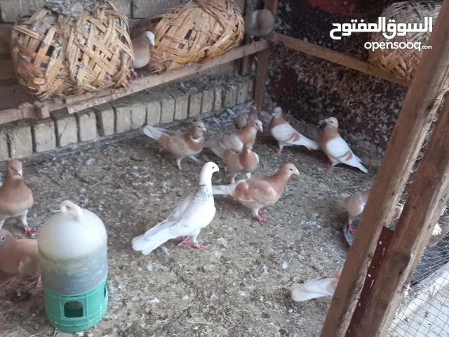 زاجل عسلي امايات مال زينه