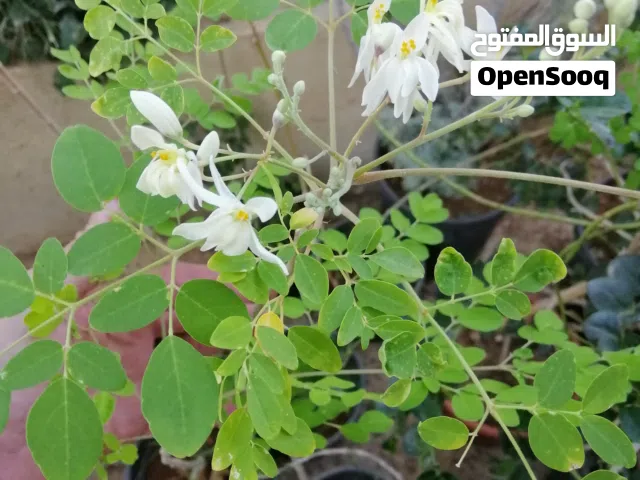 يتوفر لدينا اشتال المورينجا السعر 4 دنانير