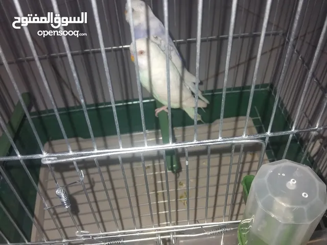 خليل محمد عبد رضوان المسافه