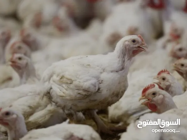 ‏دجاج لاحم