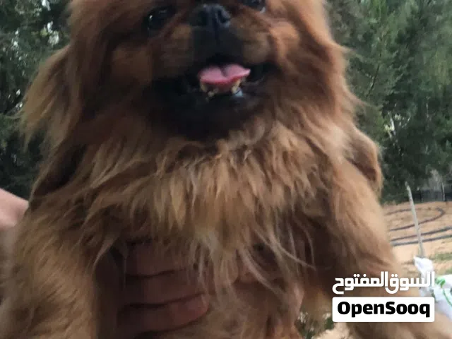 تشيواوا انثي للتبديل بدكر من نفس النوع
