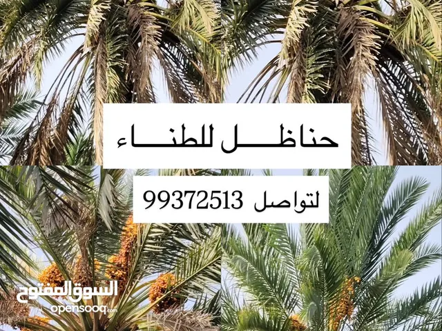 نخيل للطناء