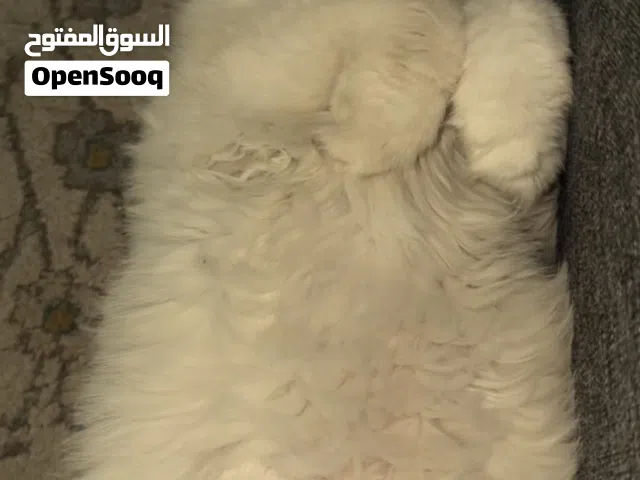 قطه شيرازي معقمه للتبني