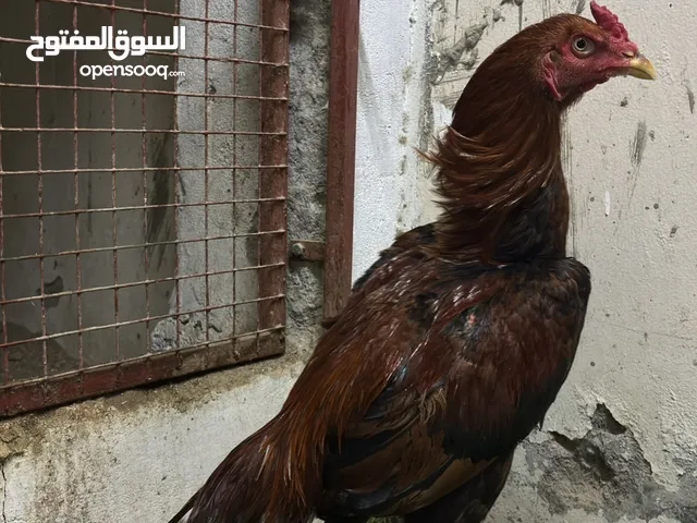للبيع طير ميوالي بتشو طير ممتاز