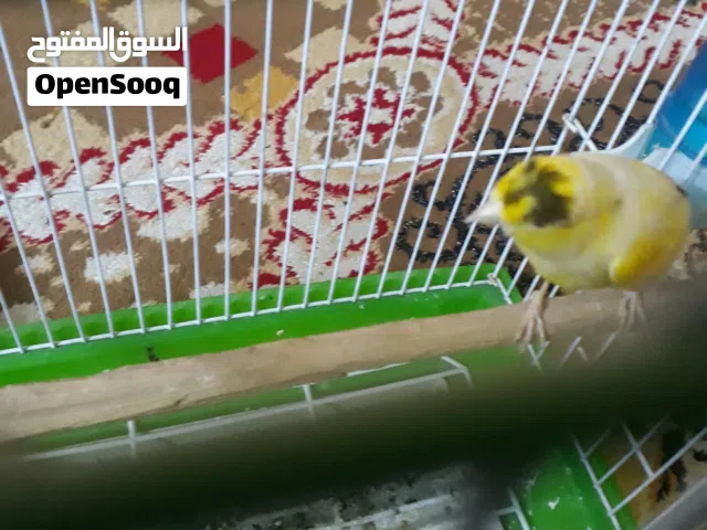 فحل كناري شرط التغريد