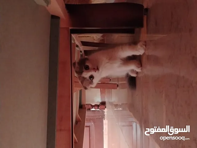 سكوتش فولد صغيره