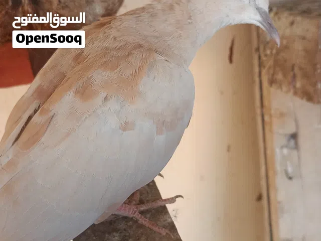 طيور للبيع