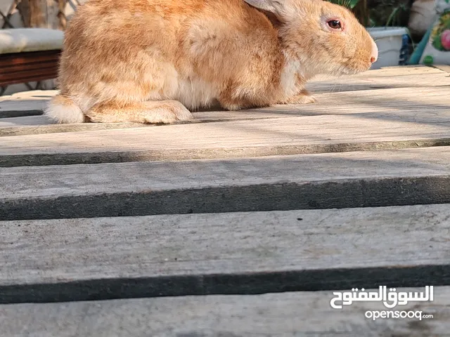 أرنب عماني للبيع
