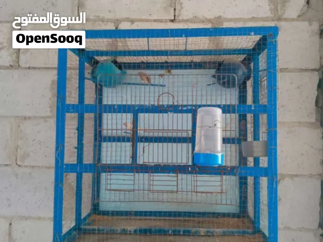 مطير عصافيرر تفصيلل ادفع بحق الله وشيل