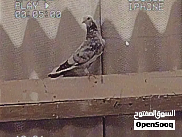 يوجد انواع حمام وفي بعد غير هاذي الصور منتحات