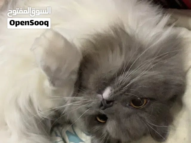 Turkish Angora cat for sale