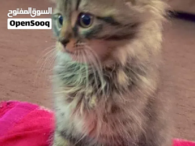 بسس   يعطيكم العافيه عندي هدول القطط عمرهم شهرين و10ايام متعودين على التر بوكس وبياكلو من اكل البيت