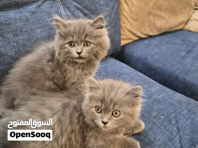 قطتين مكس هاملايا وبريتش بسعر حرق