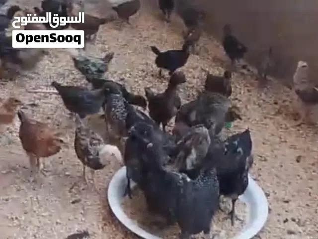 صوص بلدي عمر شهر ونص ل شهرين