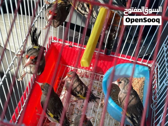 طيور كناري سوري جاهزة ومنتجةوفراخ حسون من إنتاجي  ( الحمد لله بصحة ممتازة ) يوجد ازواج وذكور