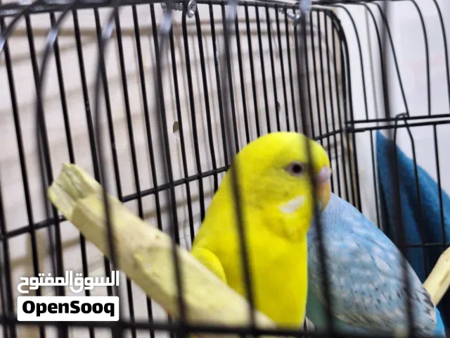 للبيع ببجي ذكر وانثى قابل للتفاوض