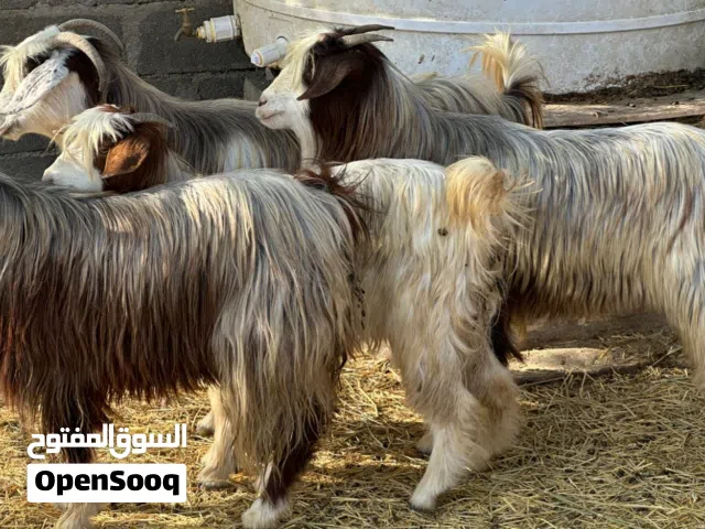 أغنام عمانيات جباليات من حلال بني سعيد للتربيه وللذبح صغار في العمر كل شي سليم