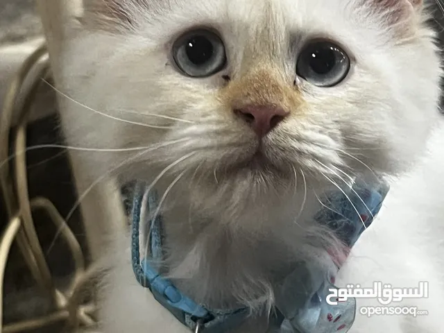 بزونه شيرازيه عمره 4 اشهر مع كامل ادواتها ب120 الف