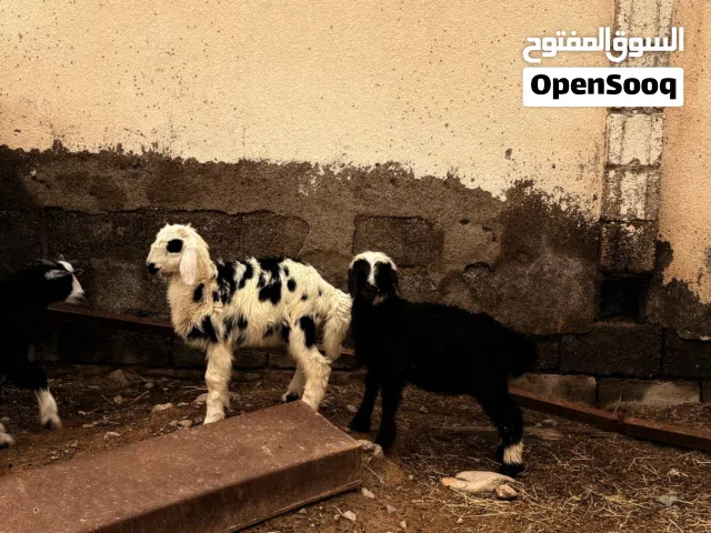 خرفان للبيع