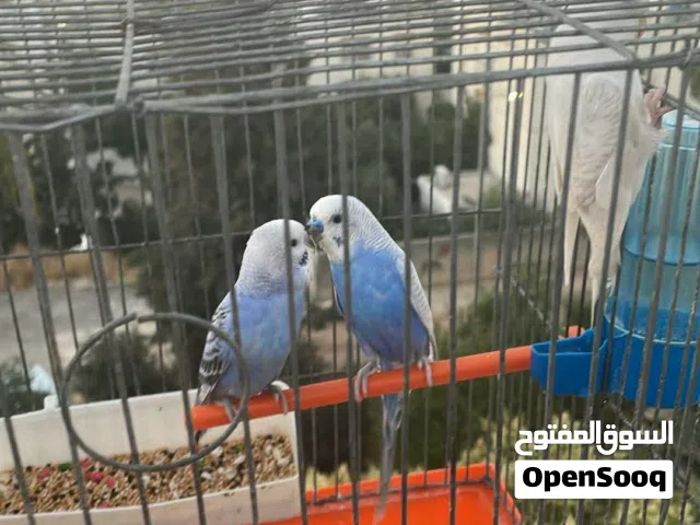 جوز مع فرخ للبيع بدون قفص استلام كوخ