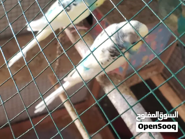 طيور حب تقريبا 10 عددهن