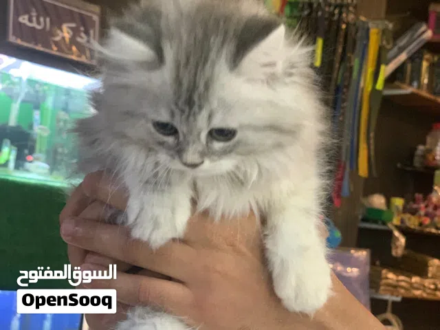 اجمل واحلي قطط شيرازي برشن best shirazi cats