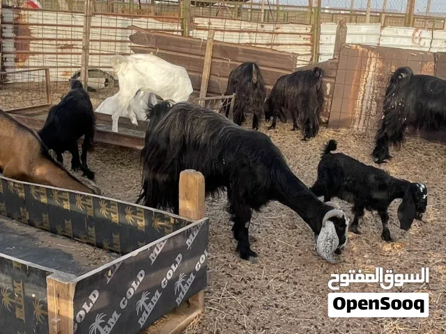 معزا عارضيه للبيع