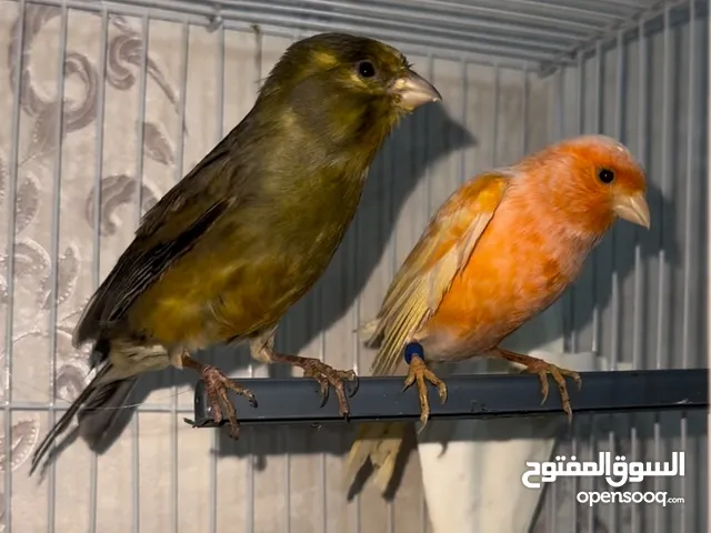 Canary birds