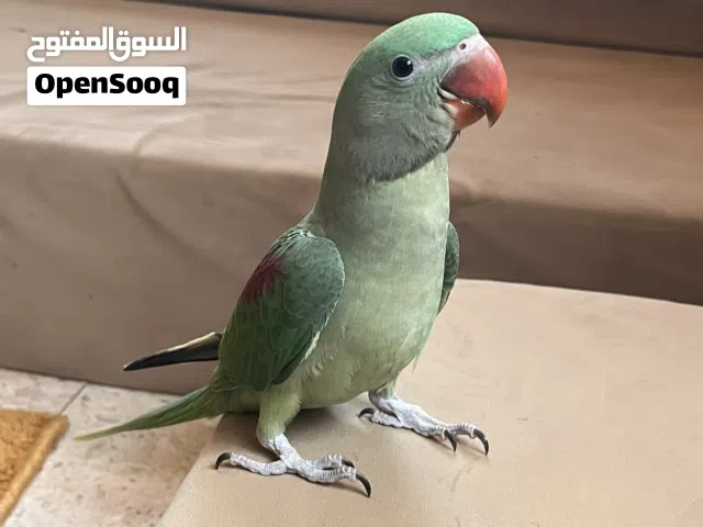طير نبيبالي الوصف مهم