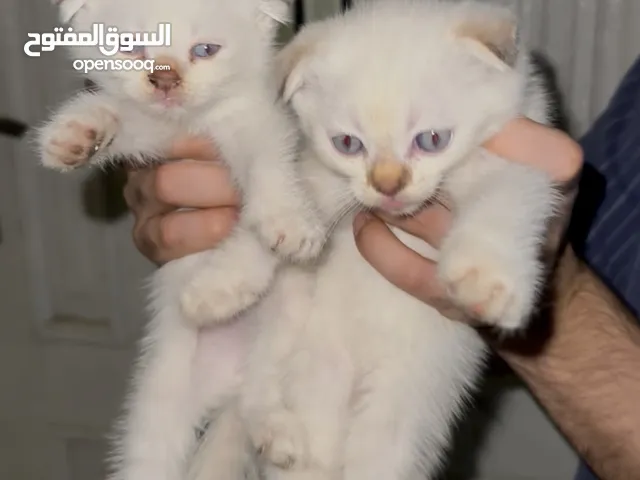 scottish fold 2months available male and female