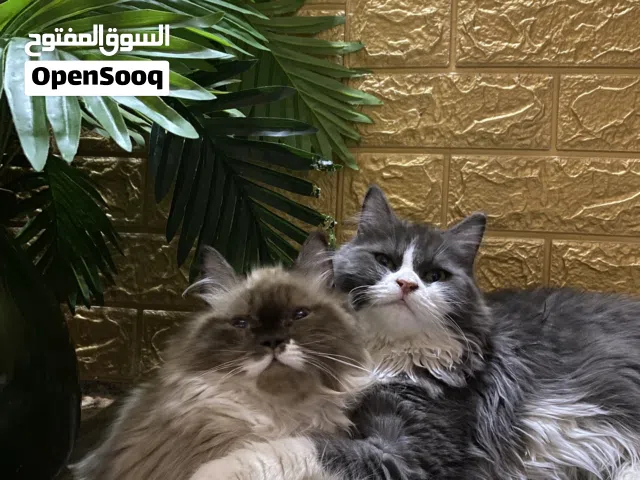 البصره الزبير