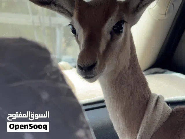 غزال ذكر اليف