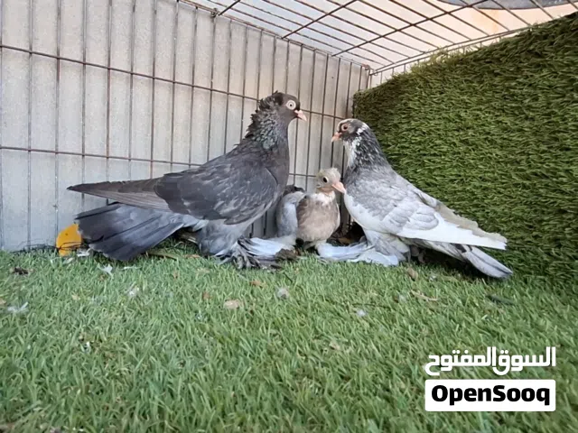 كوبية حمام x
