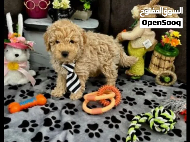 بـــــــــودل ..جراء جميع اللقاحات اللازمه وجرعه الدود ومايكروشيب