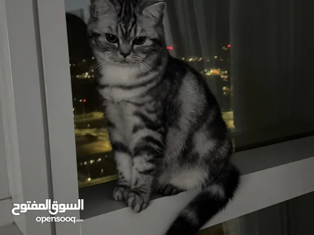 قطوة انثى سكوتش مكس عشر شهور Marble Scottish straight