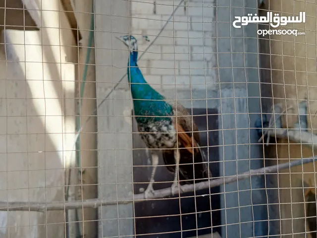 طواويس هندية رائعة الجمال للبيع – زين حديقتك بألوان الطبيعة