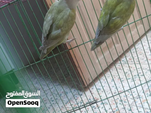 زوج غندوره