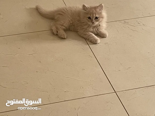 قط ذكر عمره شهرين