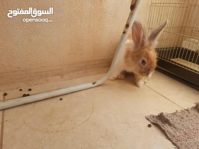 ارانب  lion head ذكور نوعهم راس الاسد Rabbits