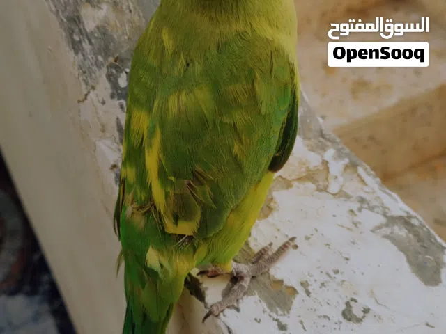 ببغاء ميتو اخضر أنثى أليفه
